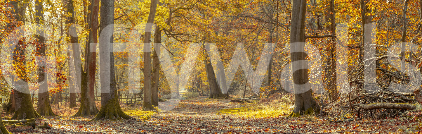 Adds a natural, woodland charm to your home or office