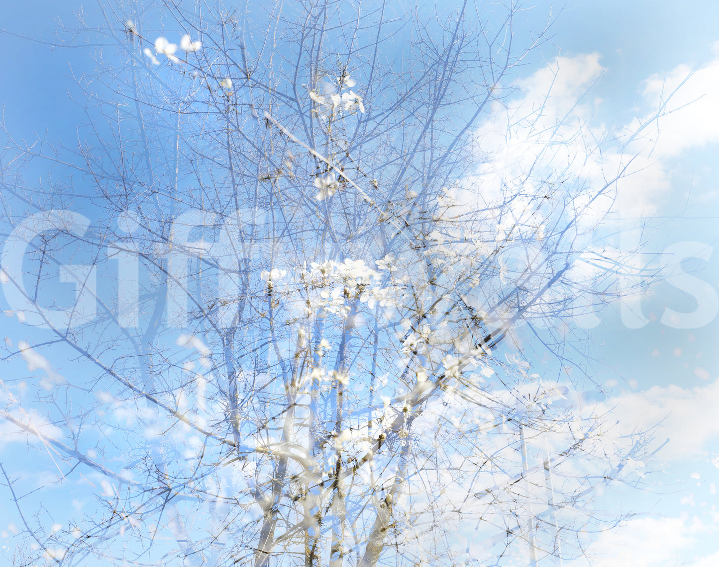 Captures the essence of delicate blooms and branches against a peaceful, dreamy sky.