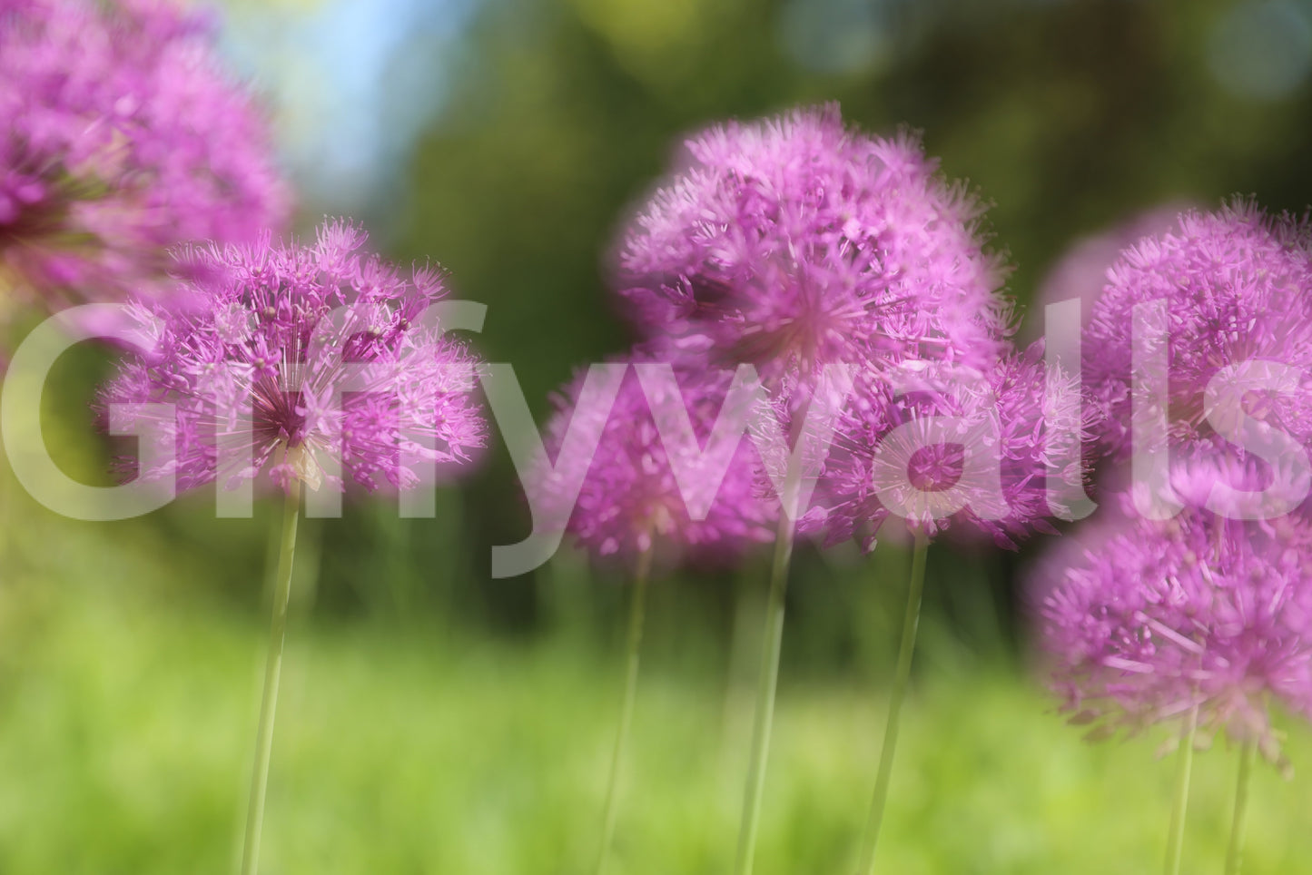 Captures the essence of delicate allium blooms in a gentle, dreamlike state.