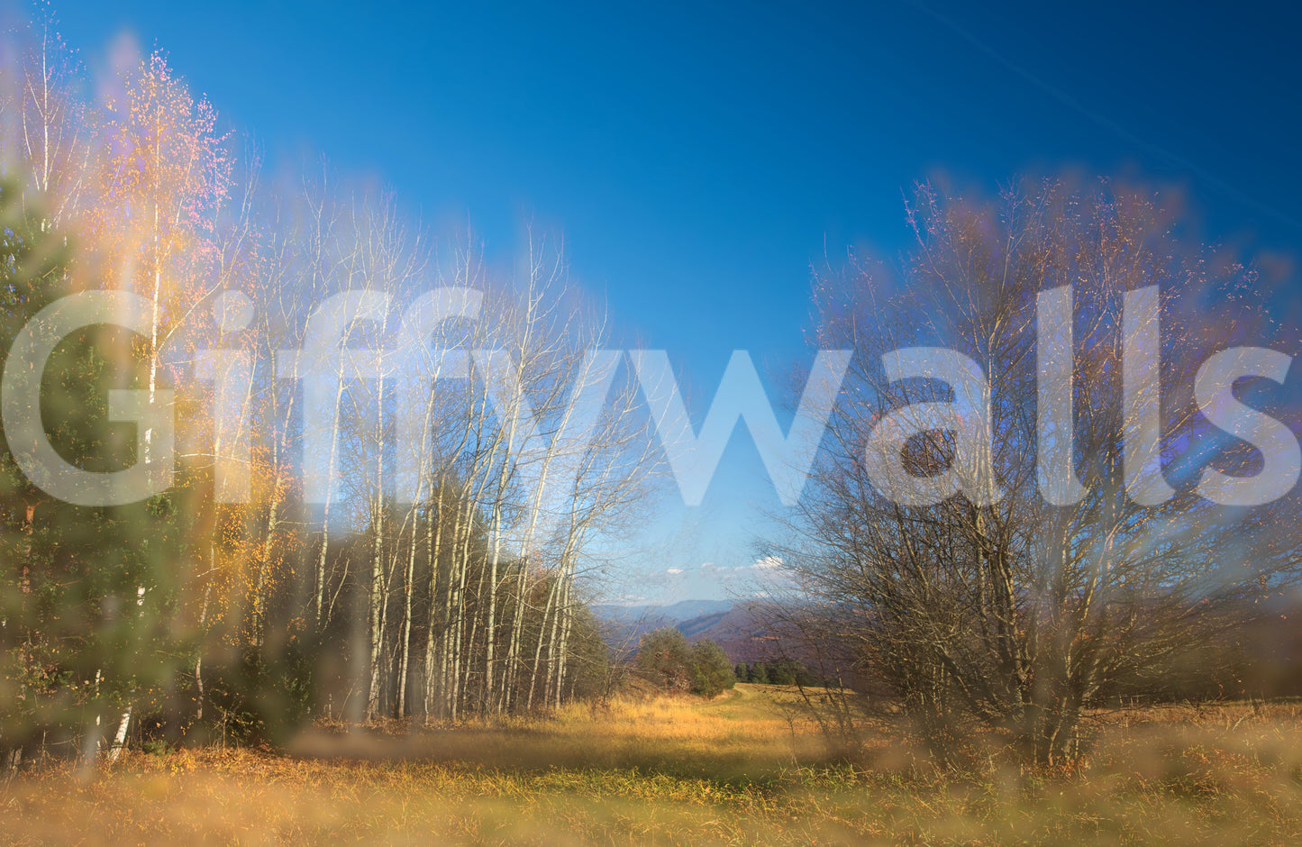 Autumn Landscape Photography - Serene Trees Under Blue Sky - Nature Wall Art Wall Mural