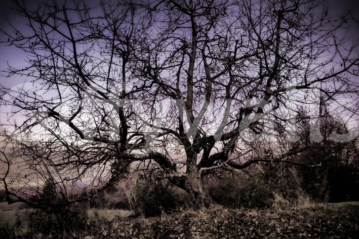 Twisted Tree Silhouette | Moody Landscape Photography | Barren Beauty Wall Mural