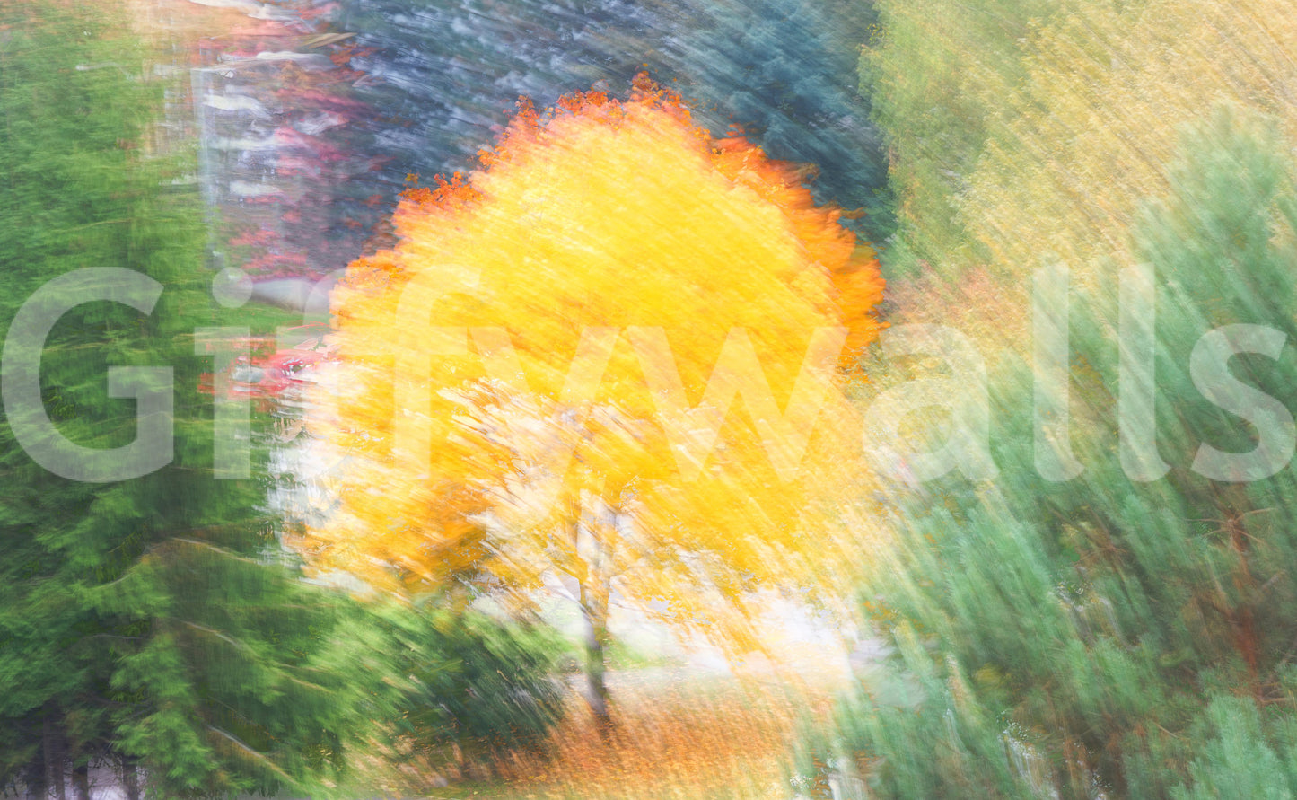 Golden Autumn Tree - Abstract Nature Photography - Vibrant Fall Colors Wall Mural