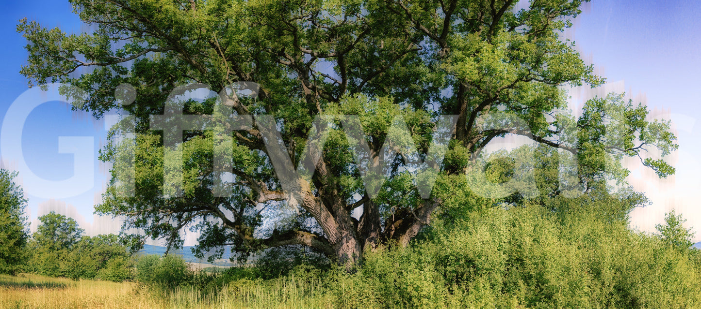 The Majestic Oak Tree mural gives the space a classic and natural feel.