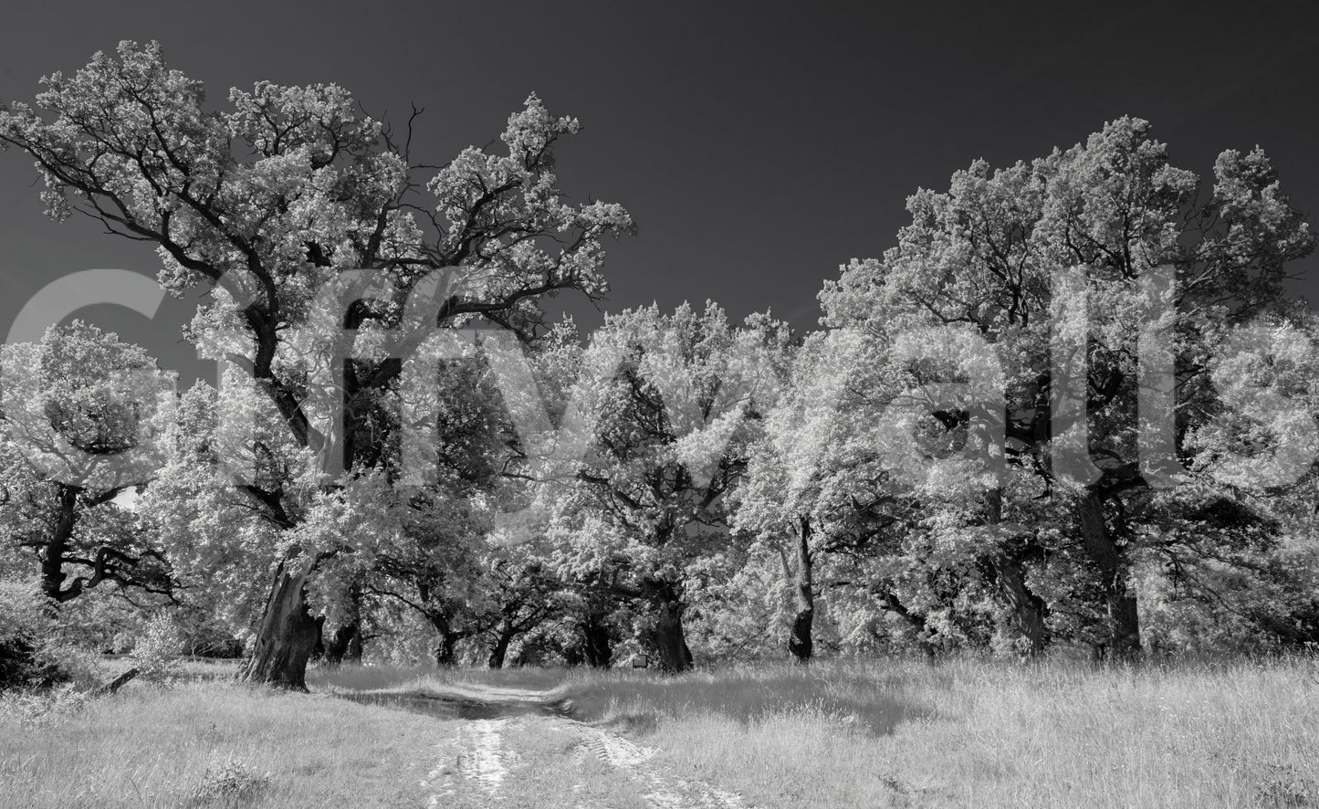 The Majestic Trees mural gives the space a classic and natural feel.