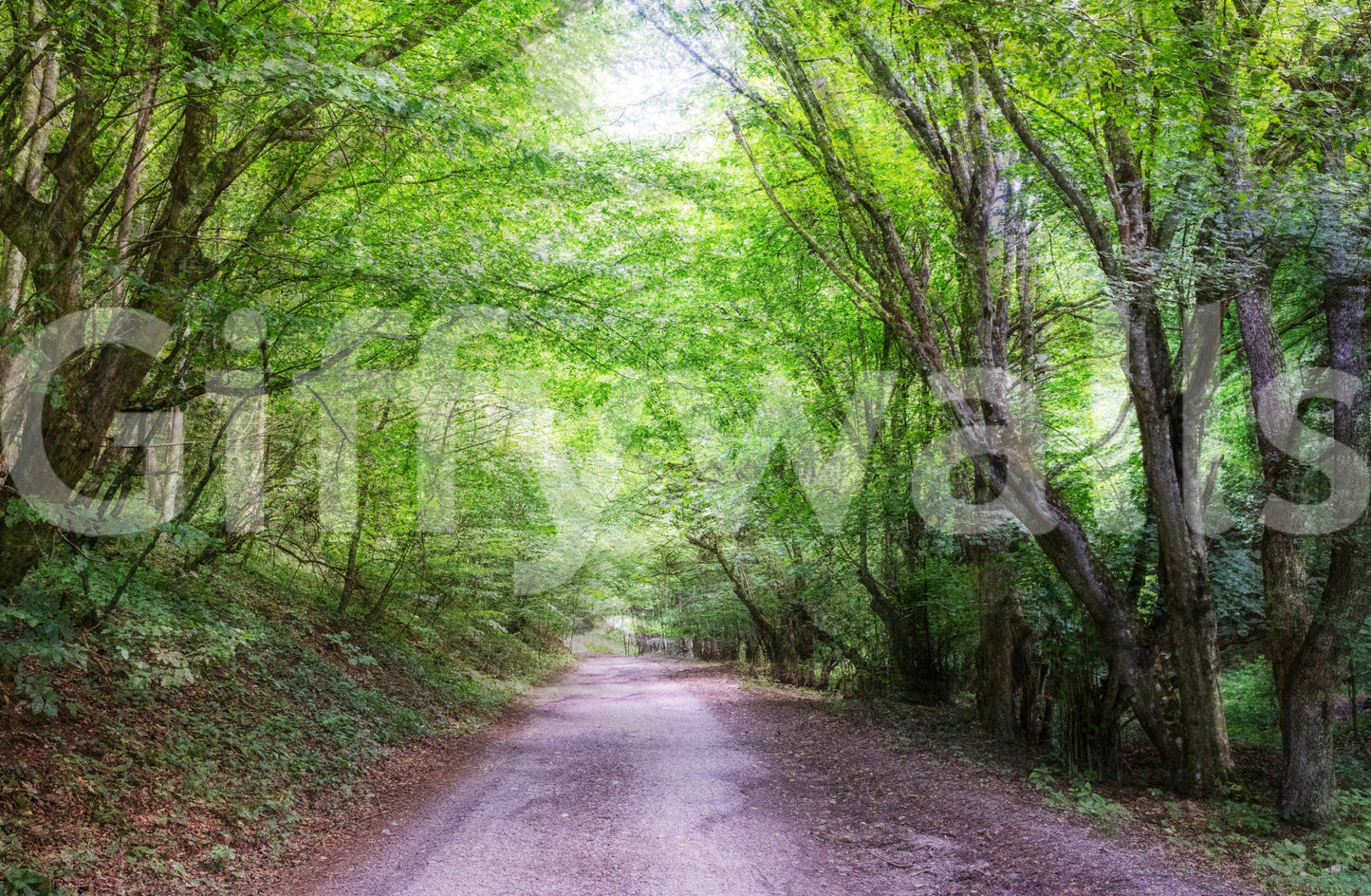 The view is from a central point in the forest.