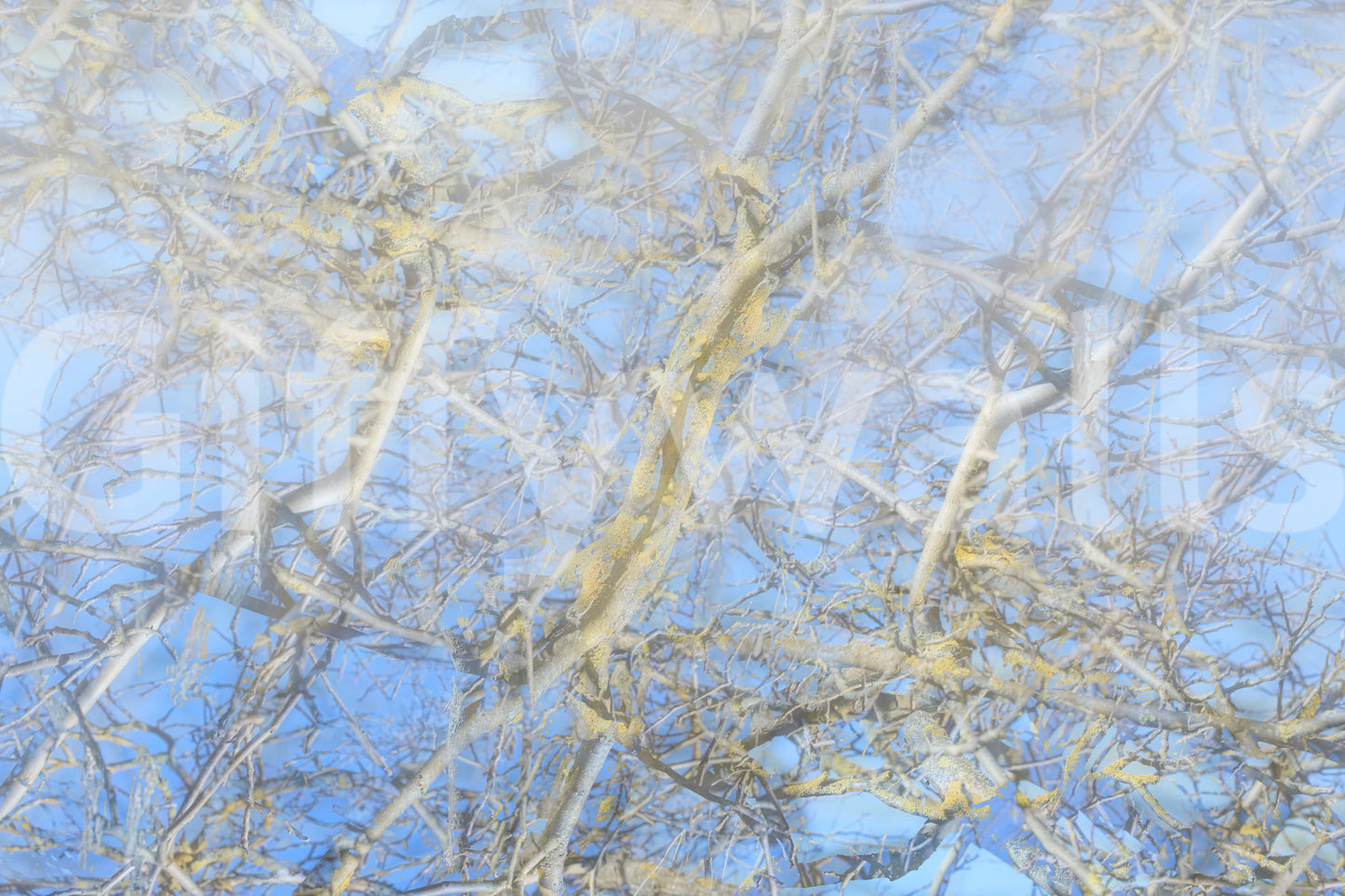 Wall decor evoking serenity and a connection to nature.