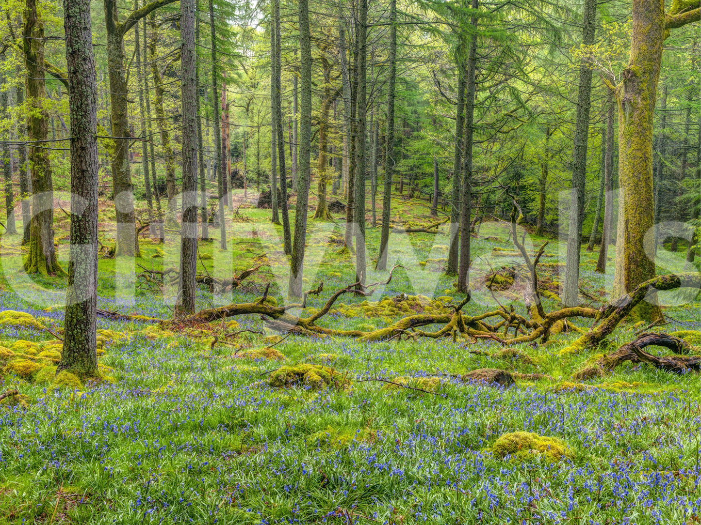 Elegant woodland wall covering.