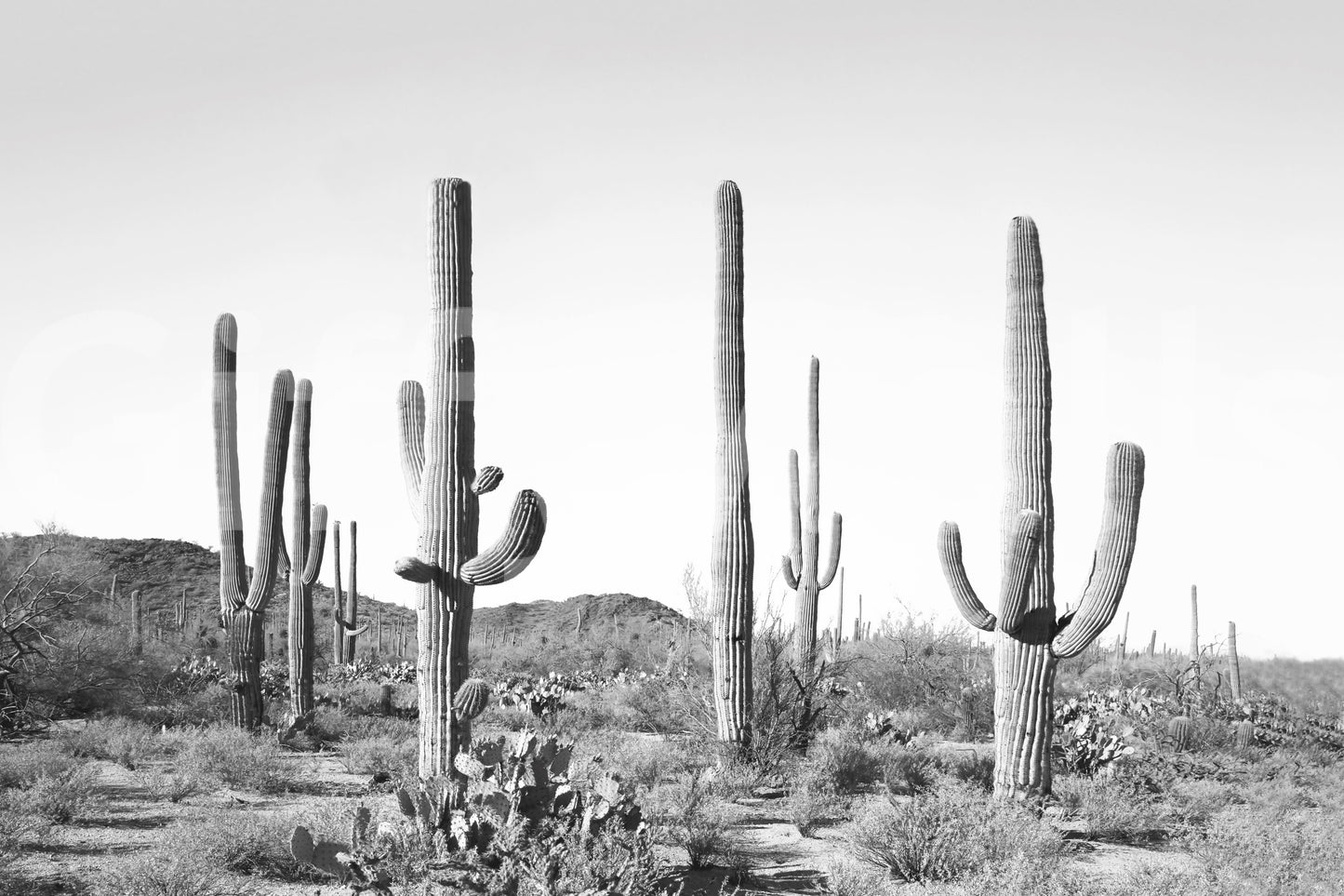 Focus on distinct shapes and outlines.