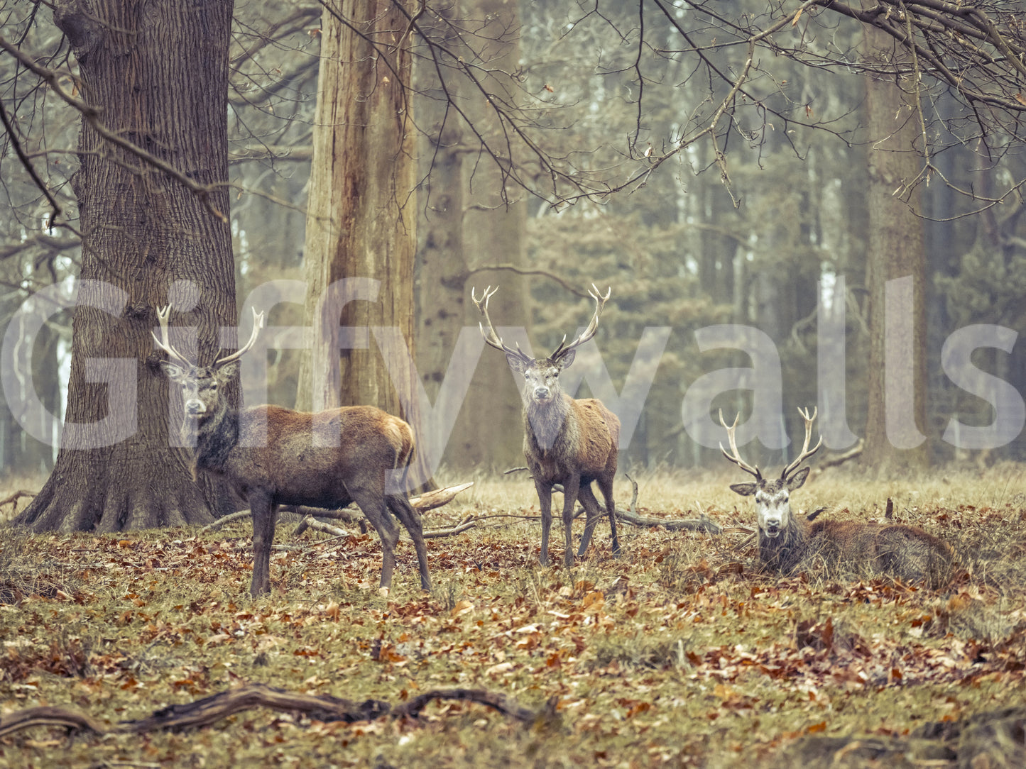Wall decor evoking wilderness and peace.