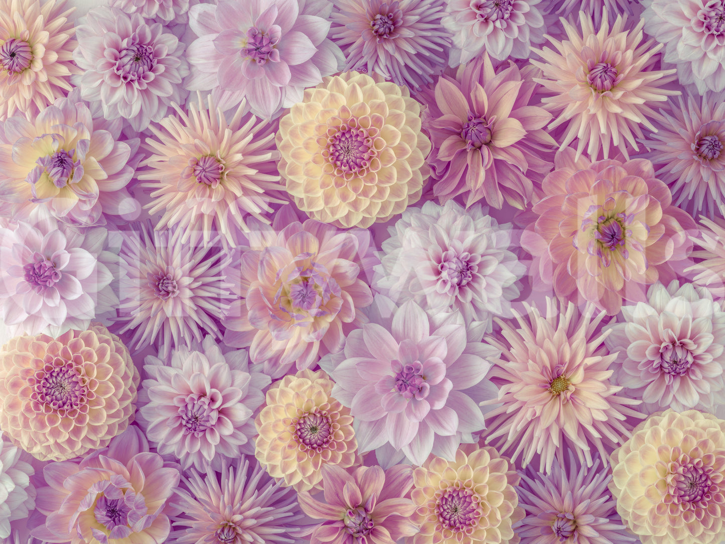 High-resolution dahlia flower mosaic.