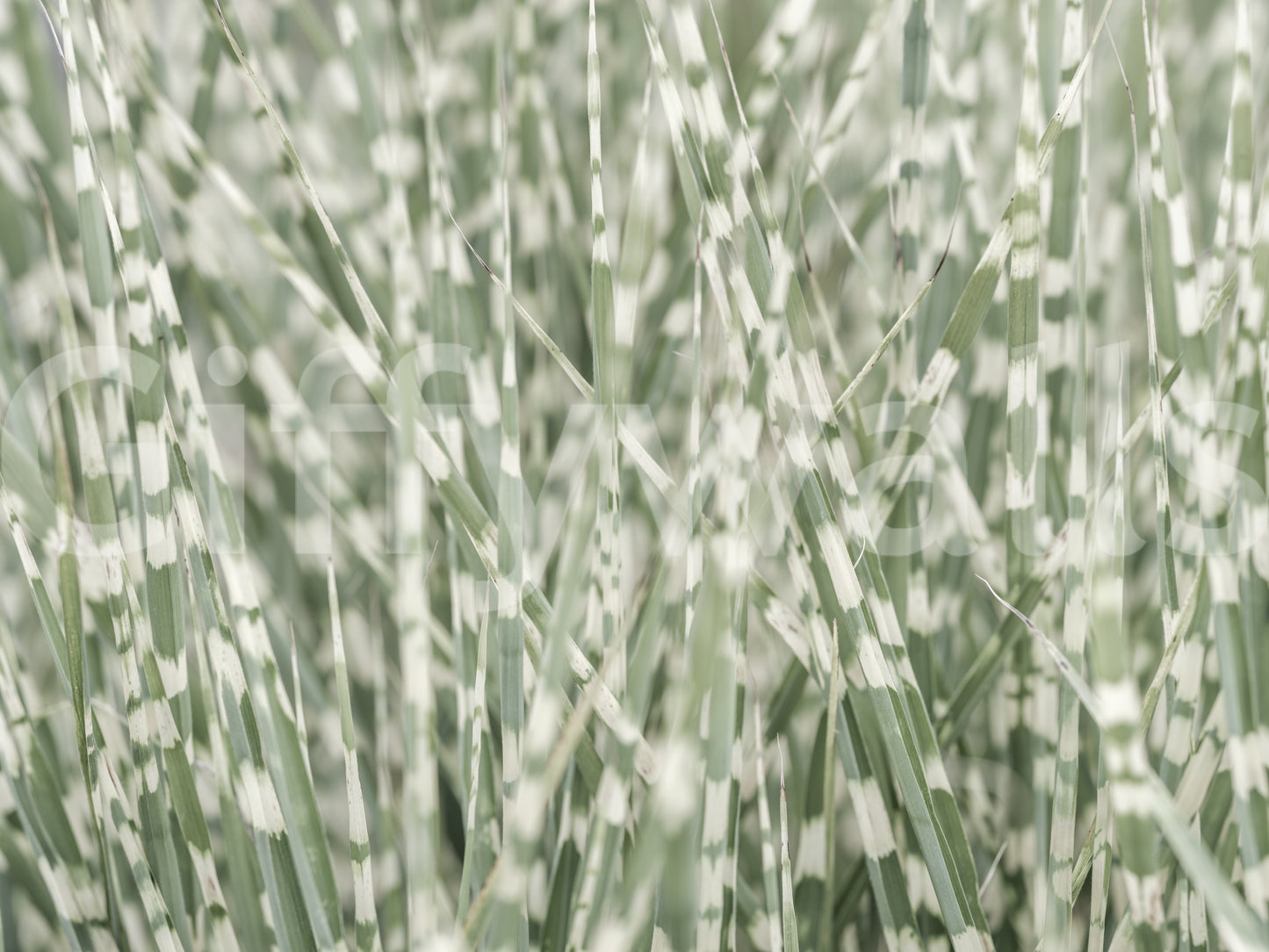 Abstract natural pattern