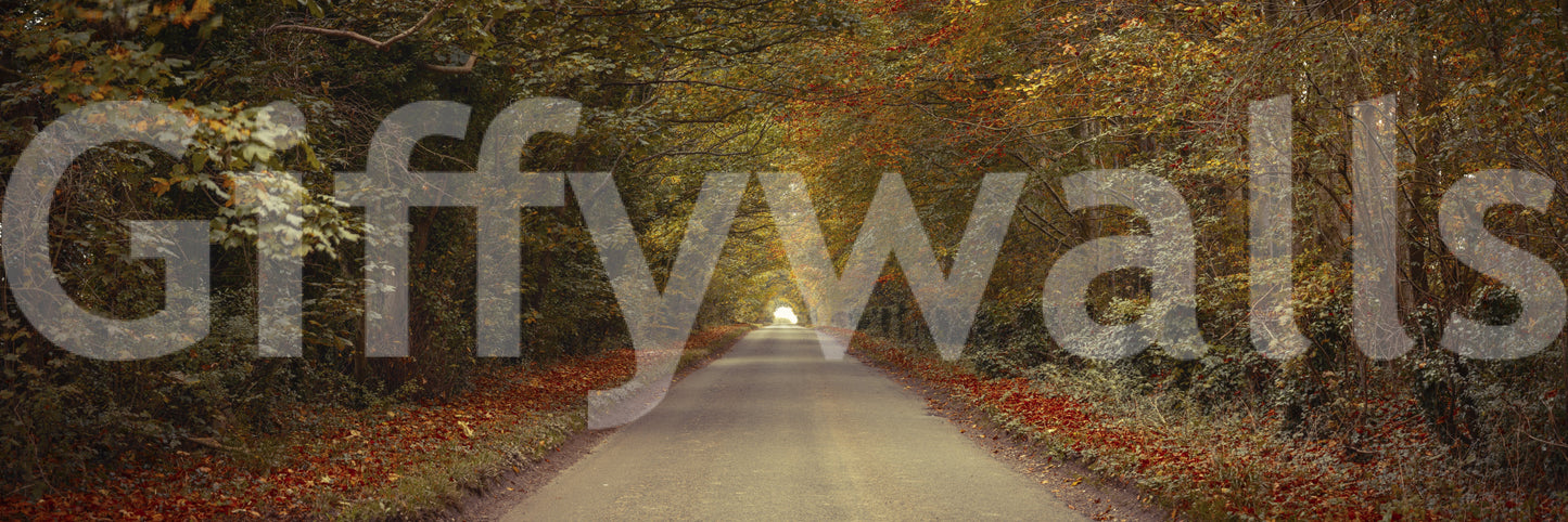 Narrow road in colorful woods