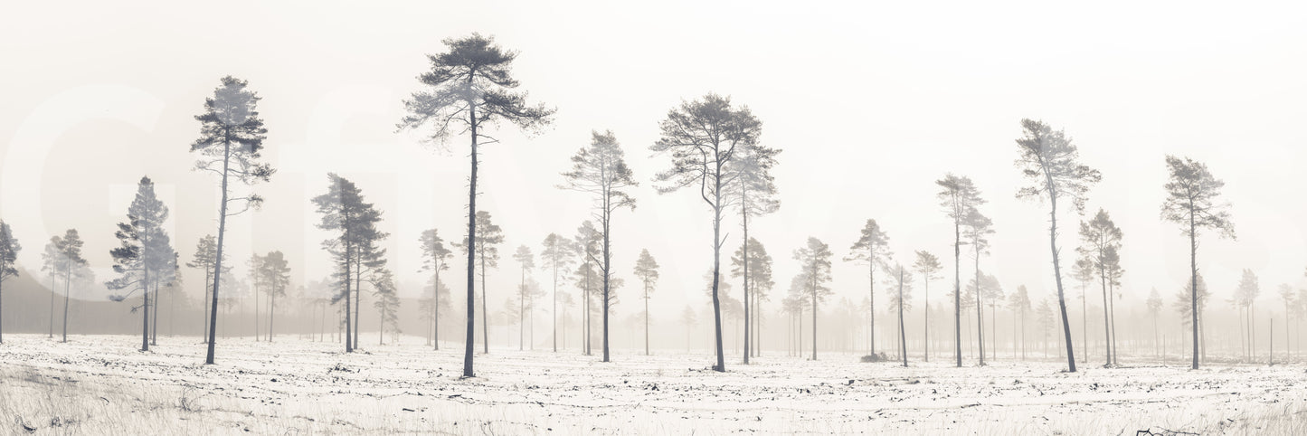 The image captures the delicate nature of a winter forest.