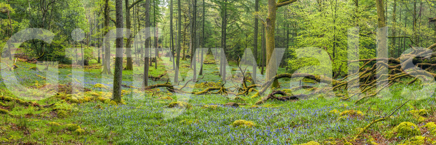 The image feels peaceful and restful.