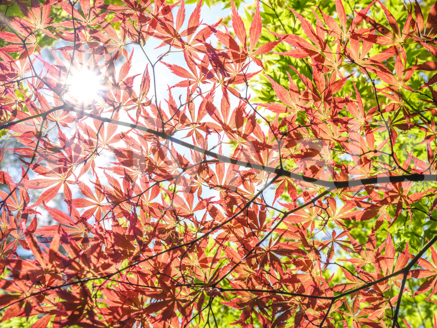 Autumn Leaves Wall Mural