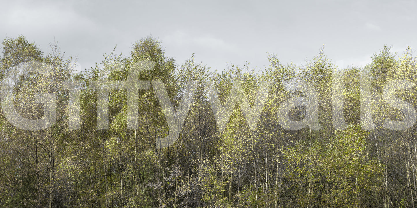 A detail of the warm tones in the trees and ground.