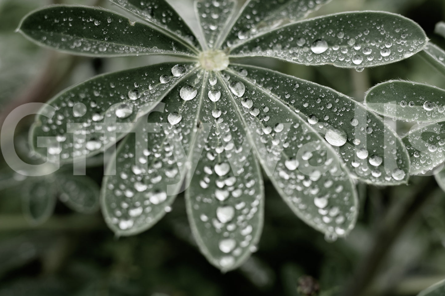 A high-quality serene field wall mural for walls.