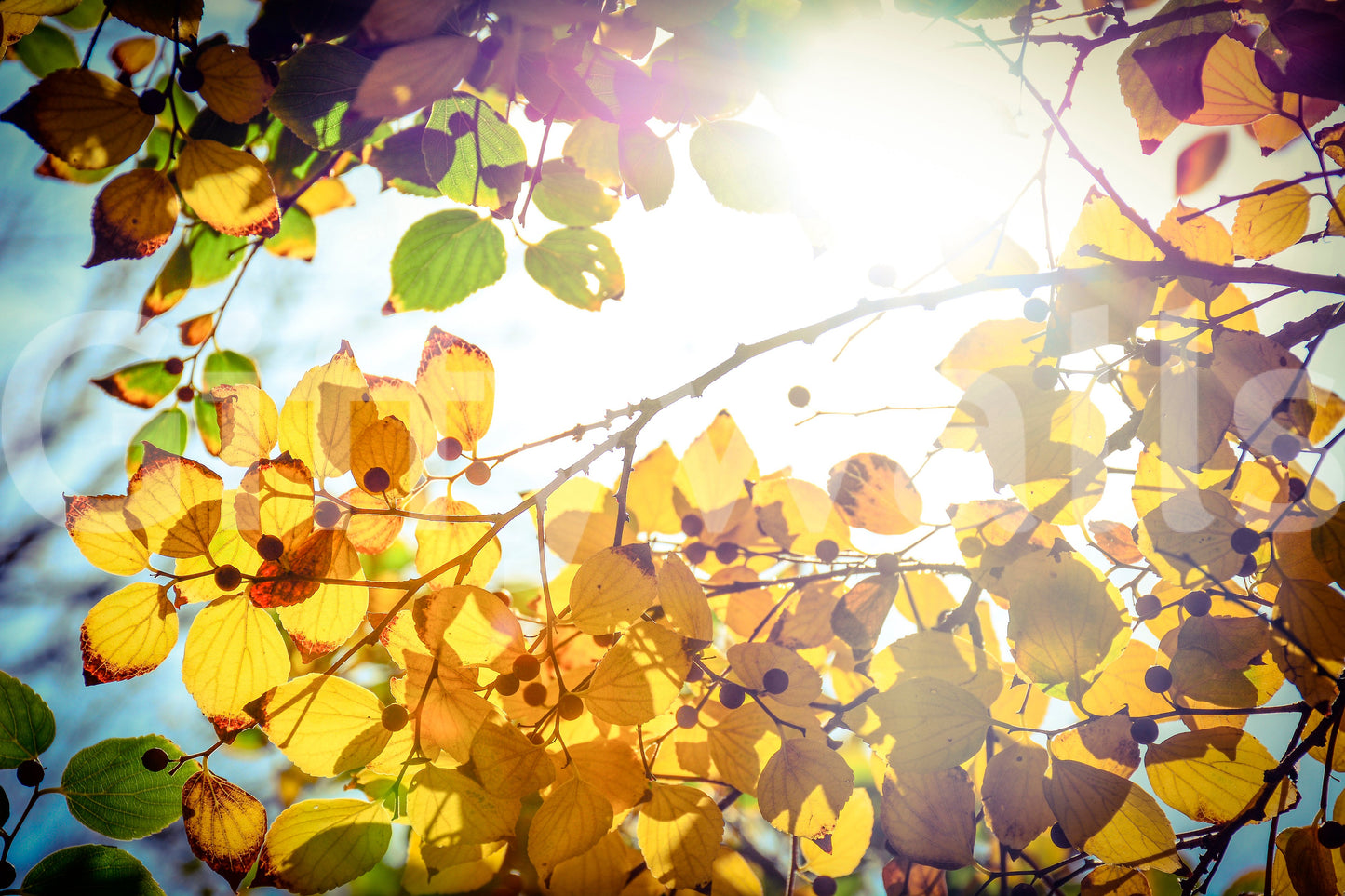 Winter is finally here Wall Mural