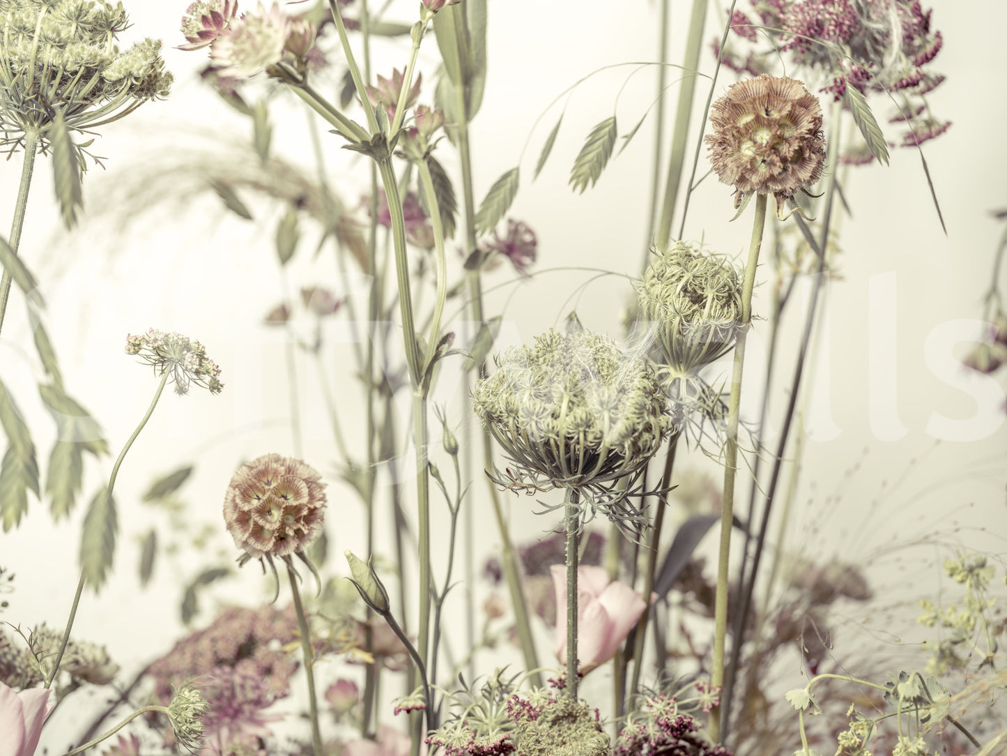Wildflower Waltz Wall Mural