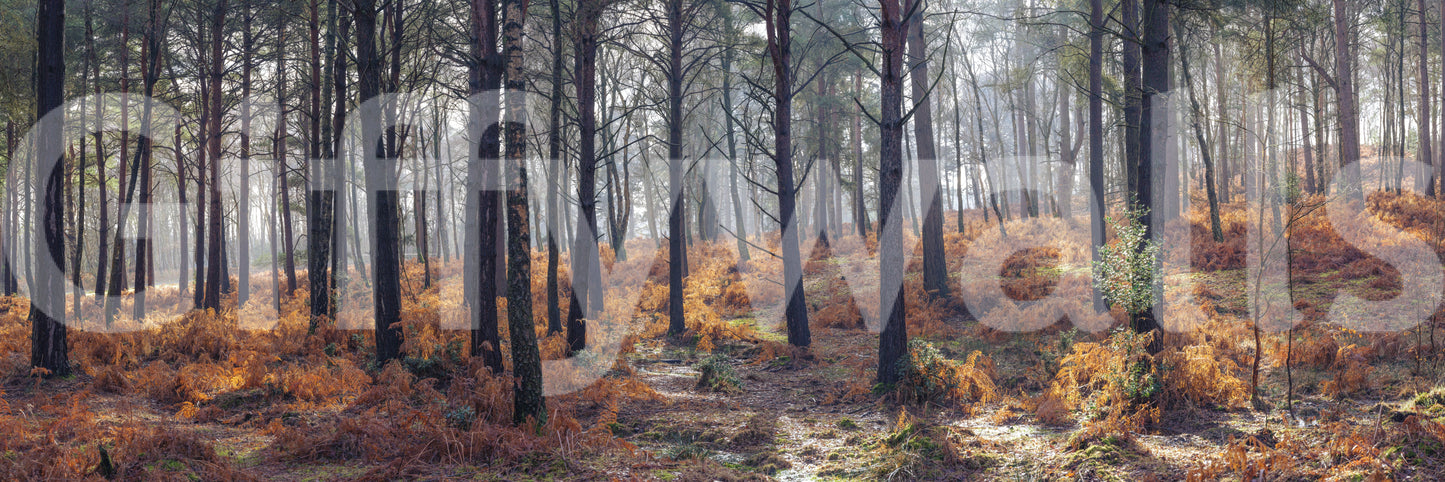 Woodland Whispers Wall Mural