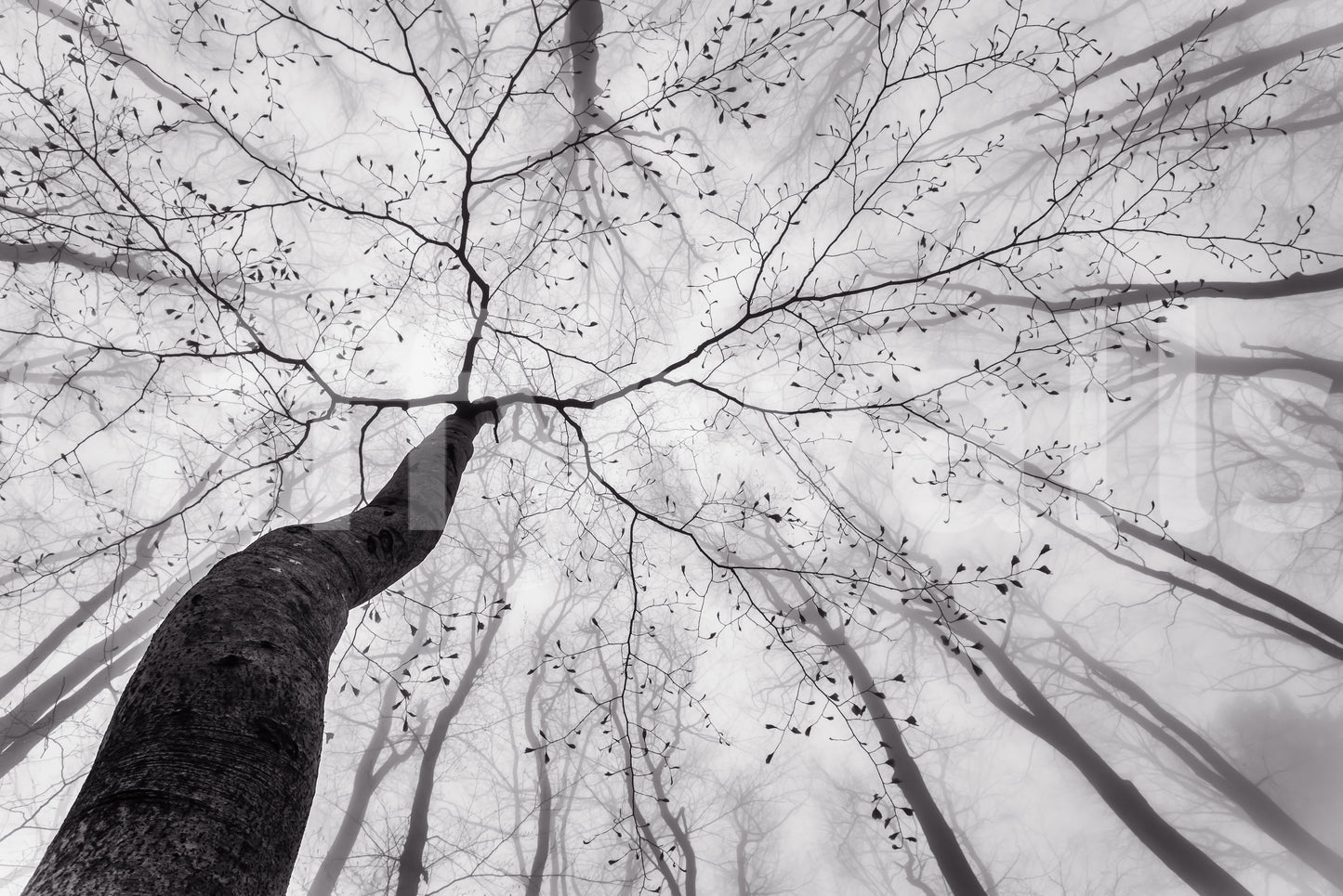 A high-quality minimalist tree wall mural for walls.