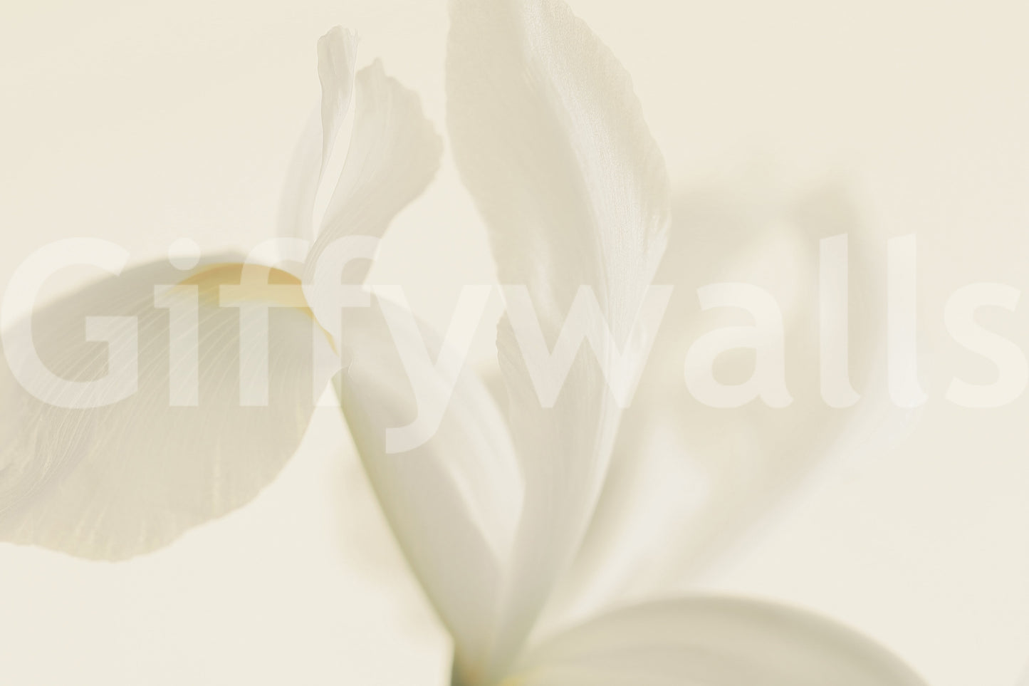 A high-quality serene flower wall mural for walls.
