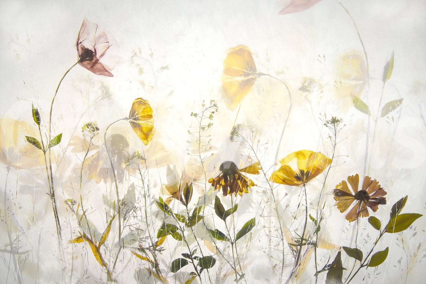 A high-quality serene flower wall mural for walls.