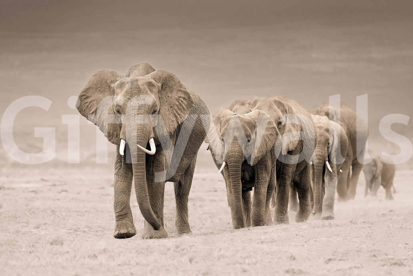 A high-quality abstract print wall mural for walls.