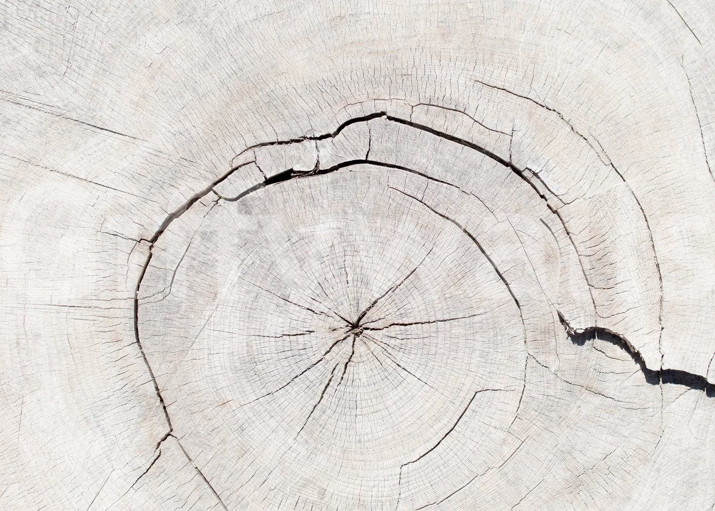 Tree's Life Story Wall Mural