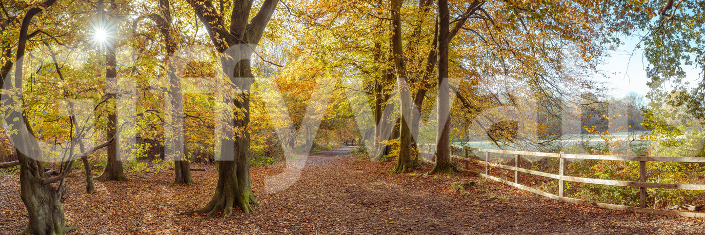Leaf-strewn lane Pathway Covered in Fall Leaves Wall Mural design.