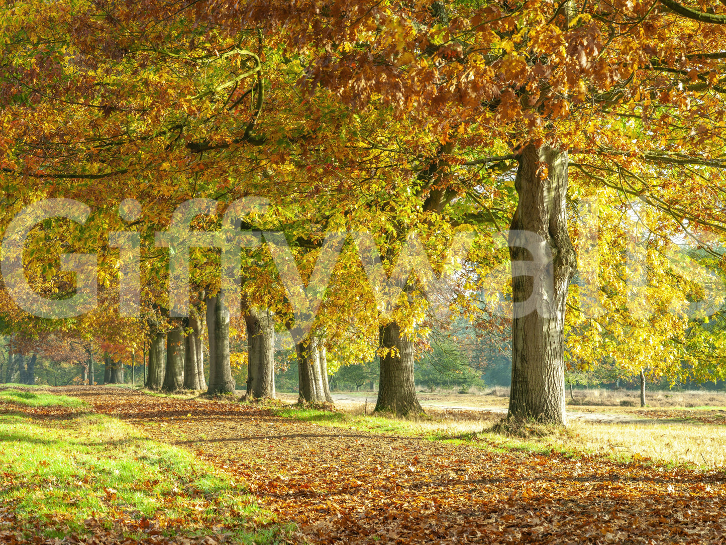 Autumn's Avenues Wall Mural