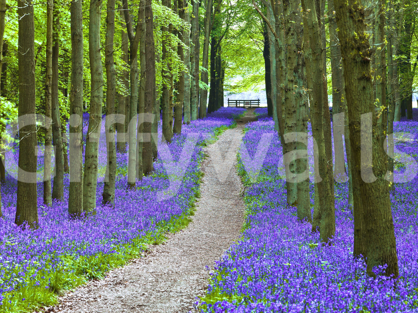 Bluebell Trail wallpaper mural Shady trees border a flower path.