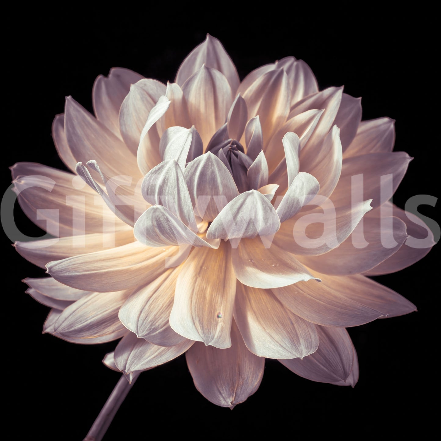 High definition flower portrait Blooming Dahlia wallpaper mural vivid clarity.