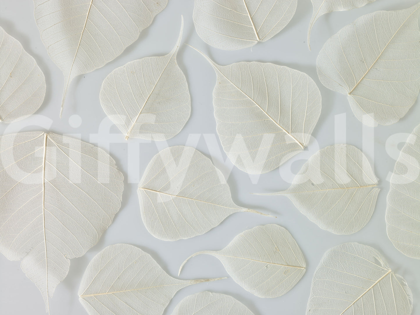 Fragile Elegance Wall Mural, a great, beautiful, detailed leaf pattern.