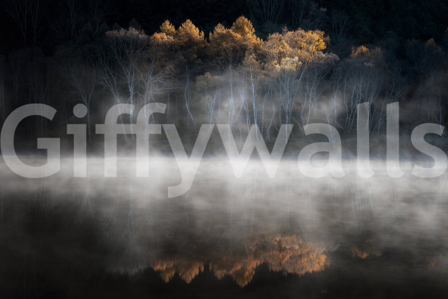 Birch trees emerging from water haze Mist and Light Woodland wall covering print.