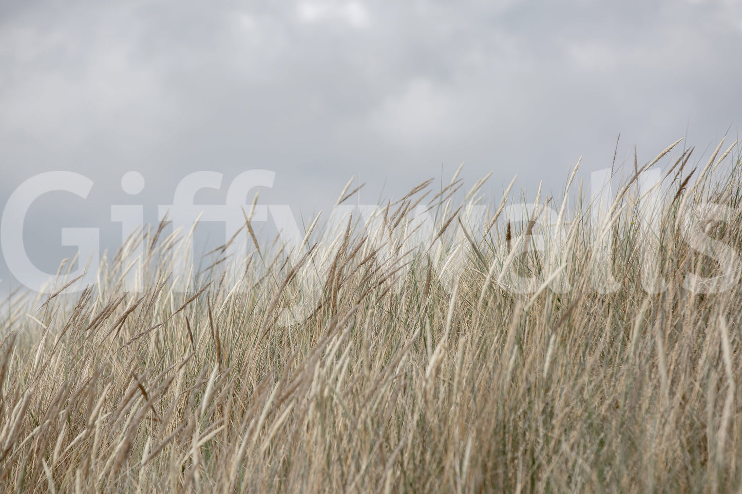 Elegant Woodland Grass mural, long stalks, sophisticated interior finish.