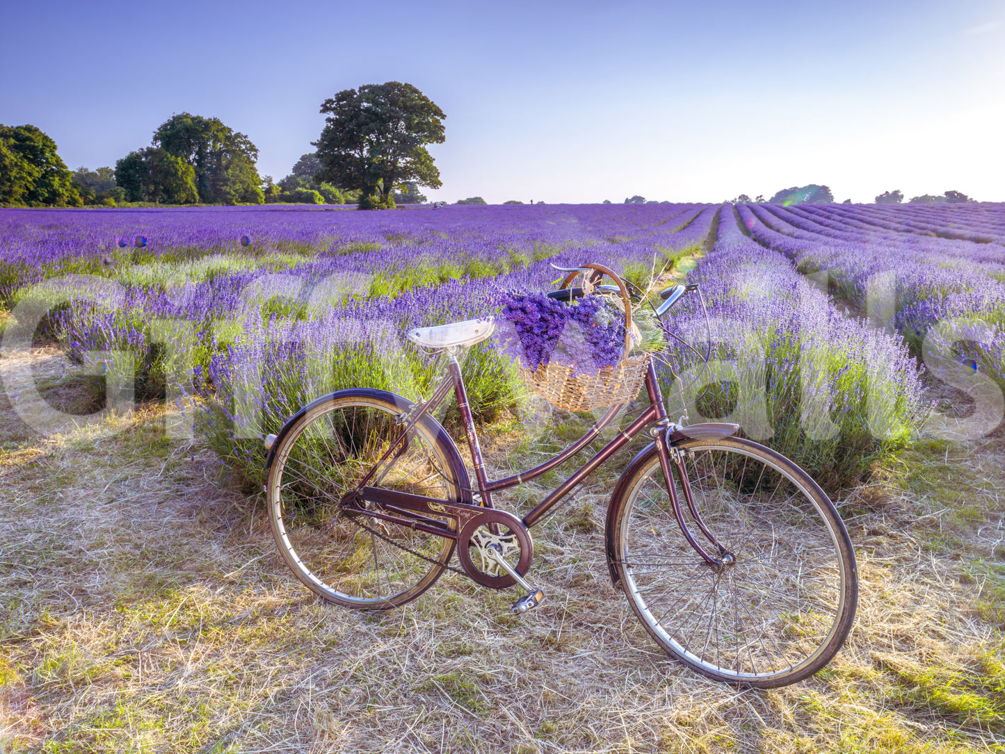 Soft purple bicycle wallpaper for a serene home interior design.
