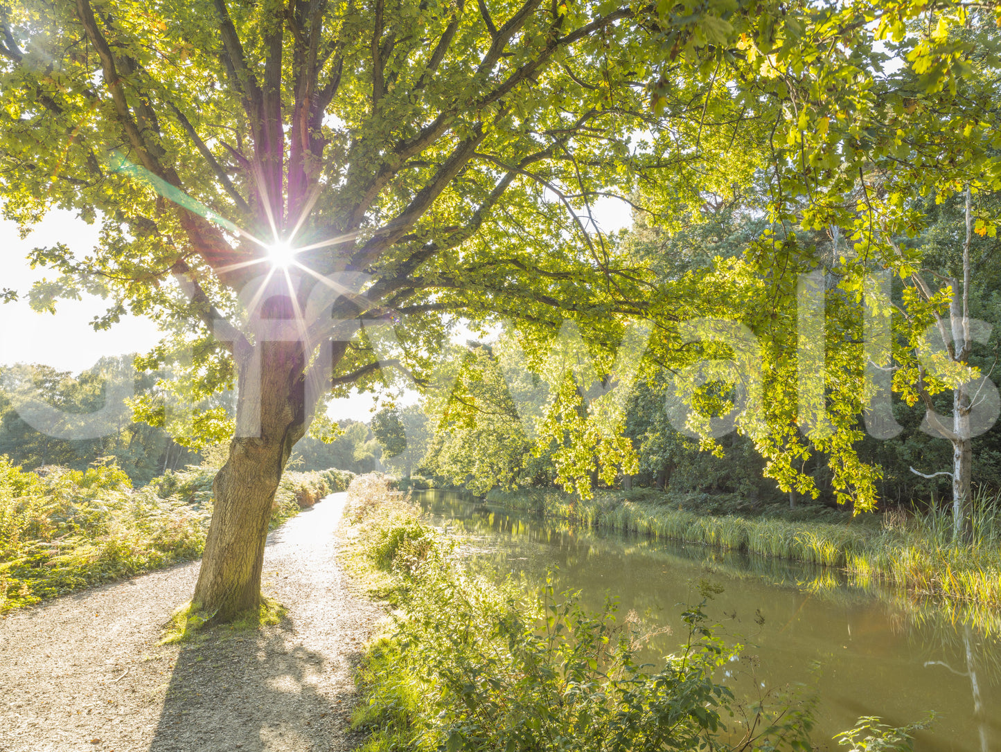 Sunlit path through tree branches showing a shaded path wall mural., GD9861