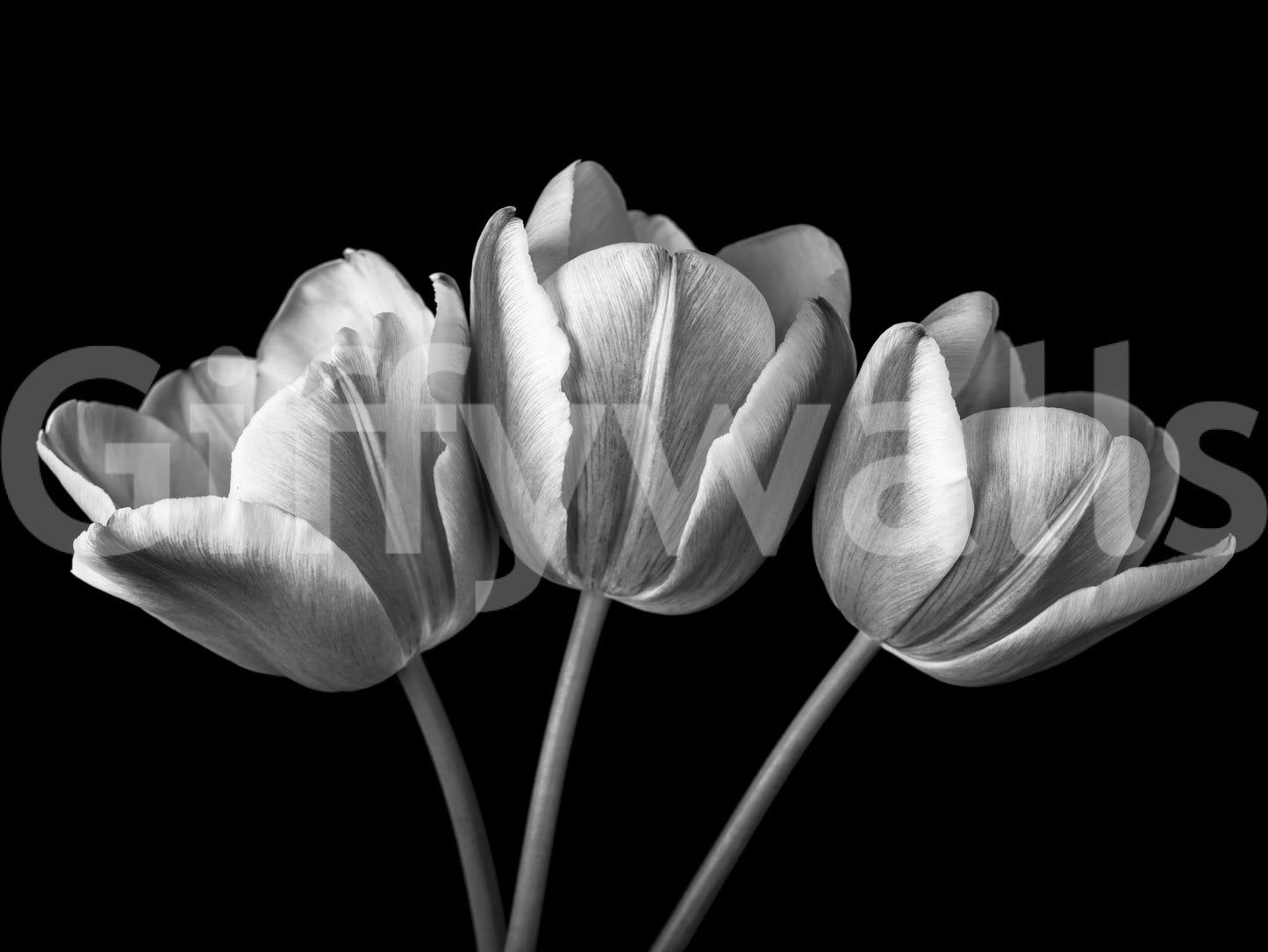 Elegant Tulip Shadows Wall Mural