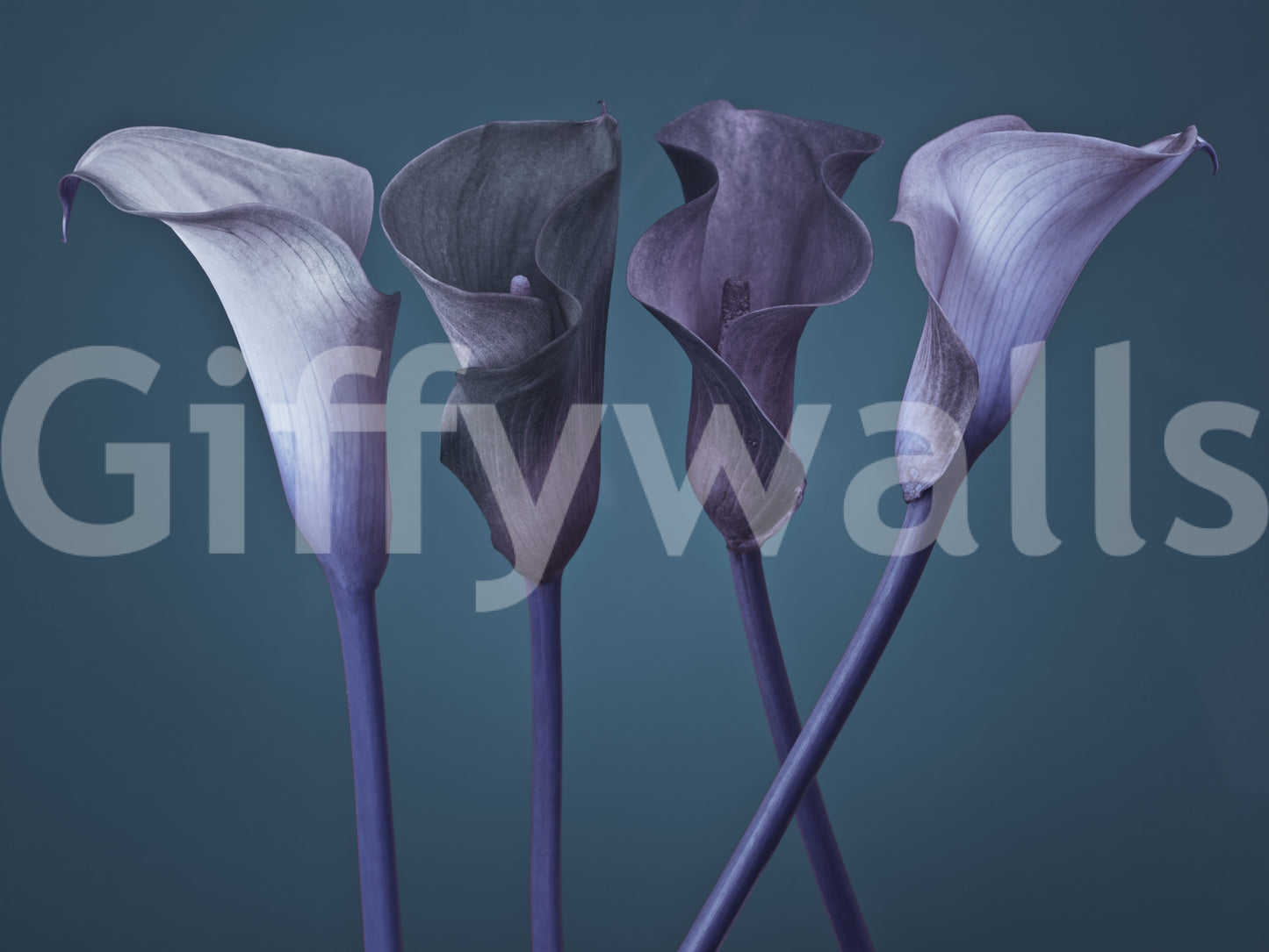 Calla lily wall mural in twilight purple, blue and charcoal tones.