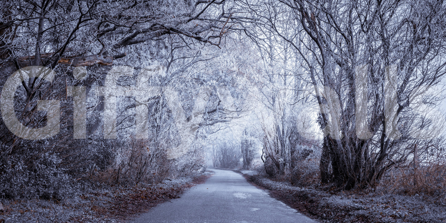 Winter's Enchanted Way wall mural with icy blue and white frost tones., GD10445