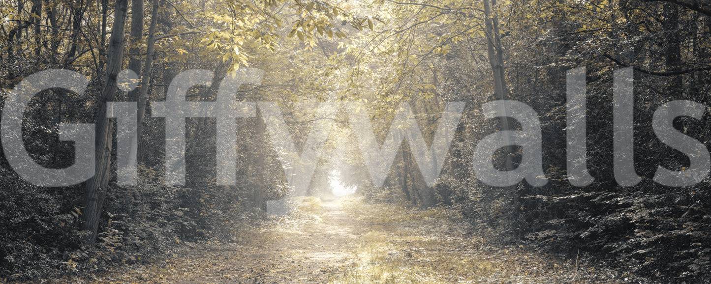 Forest Glow Pathway Wall Mural with golden light on a misty woodland trail.