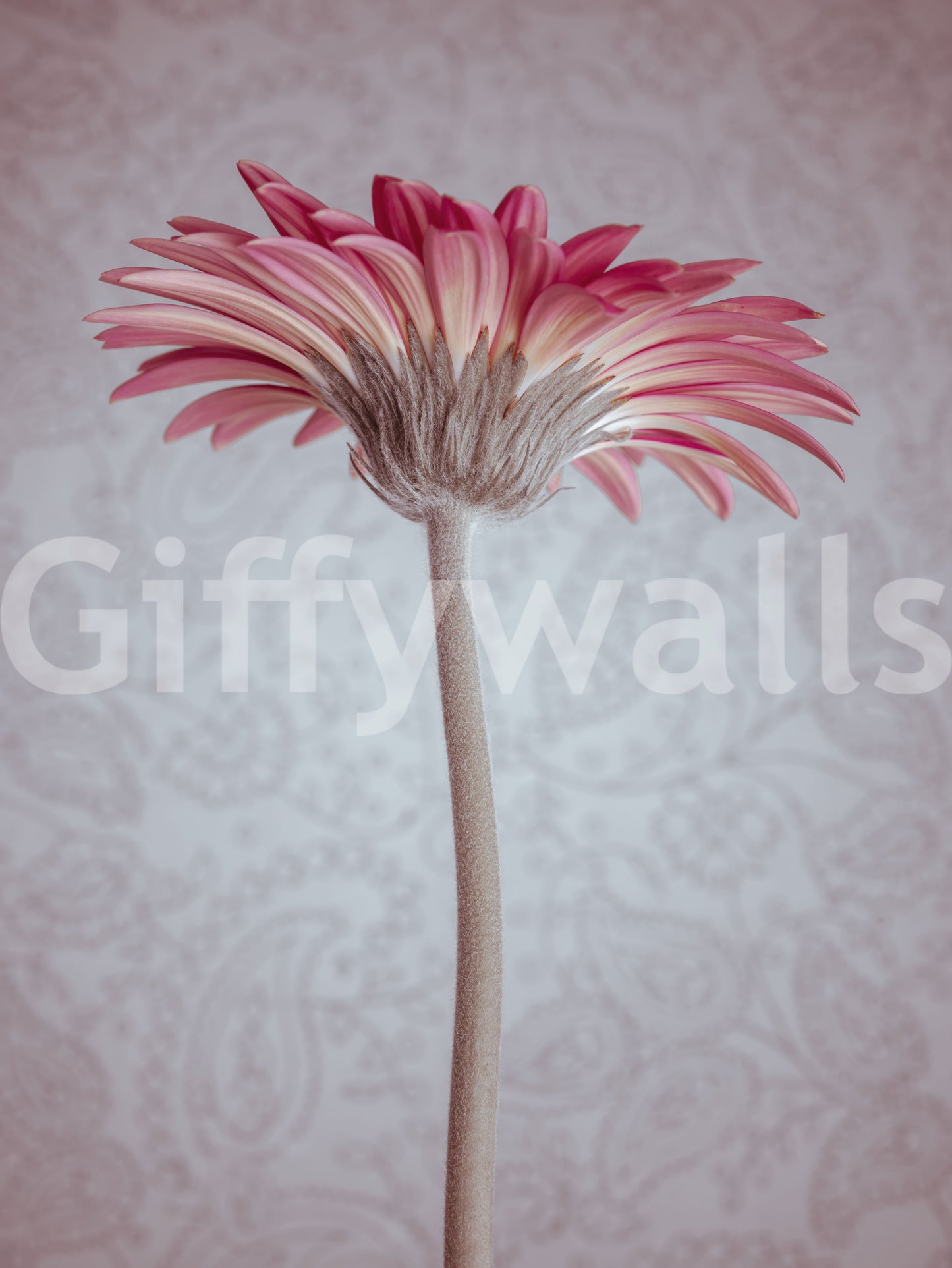 Elegant Pink Gerbera Bloom Wallpaper Wall Mural