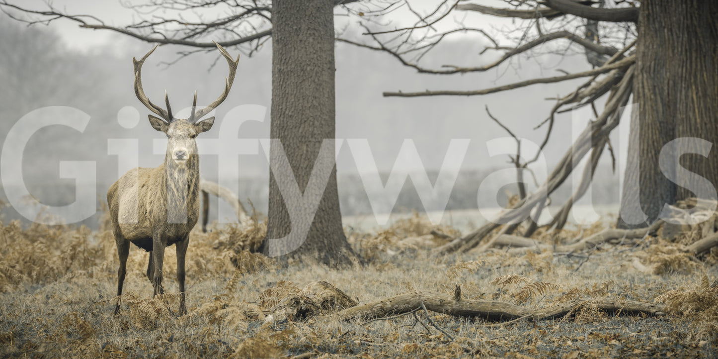 Majestic Woodland Stag in Misty Forest Wall Mural