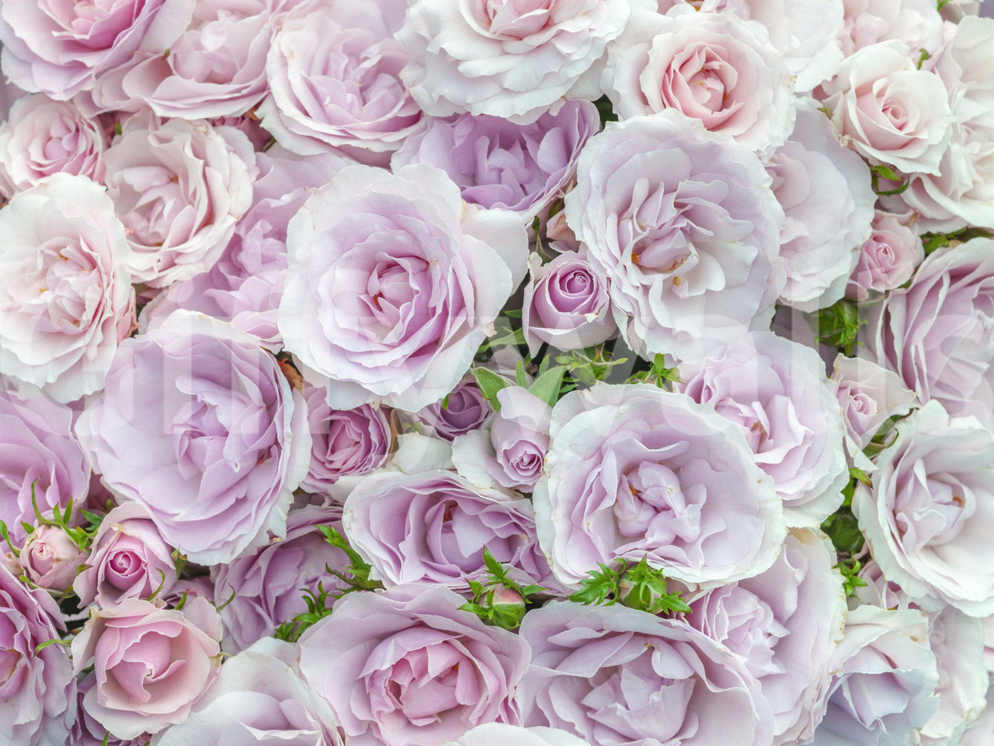 Soft Blush Rose Garden Wall Mural
