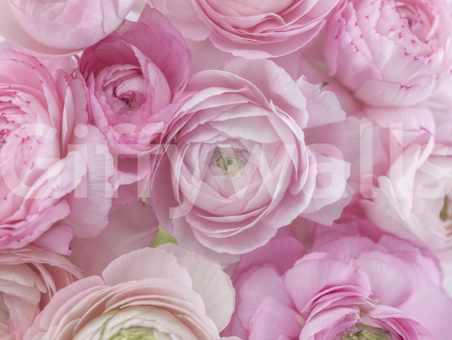 Soft Pink Ranunculus Bloom Wall Mural