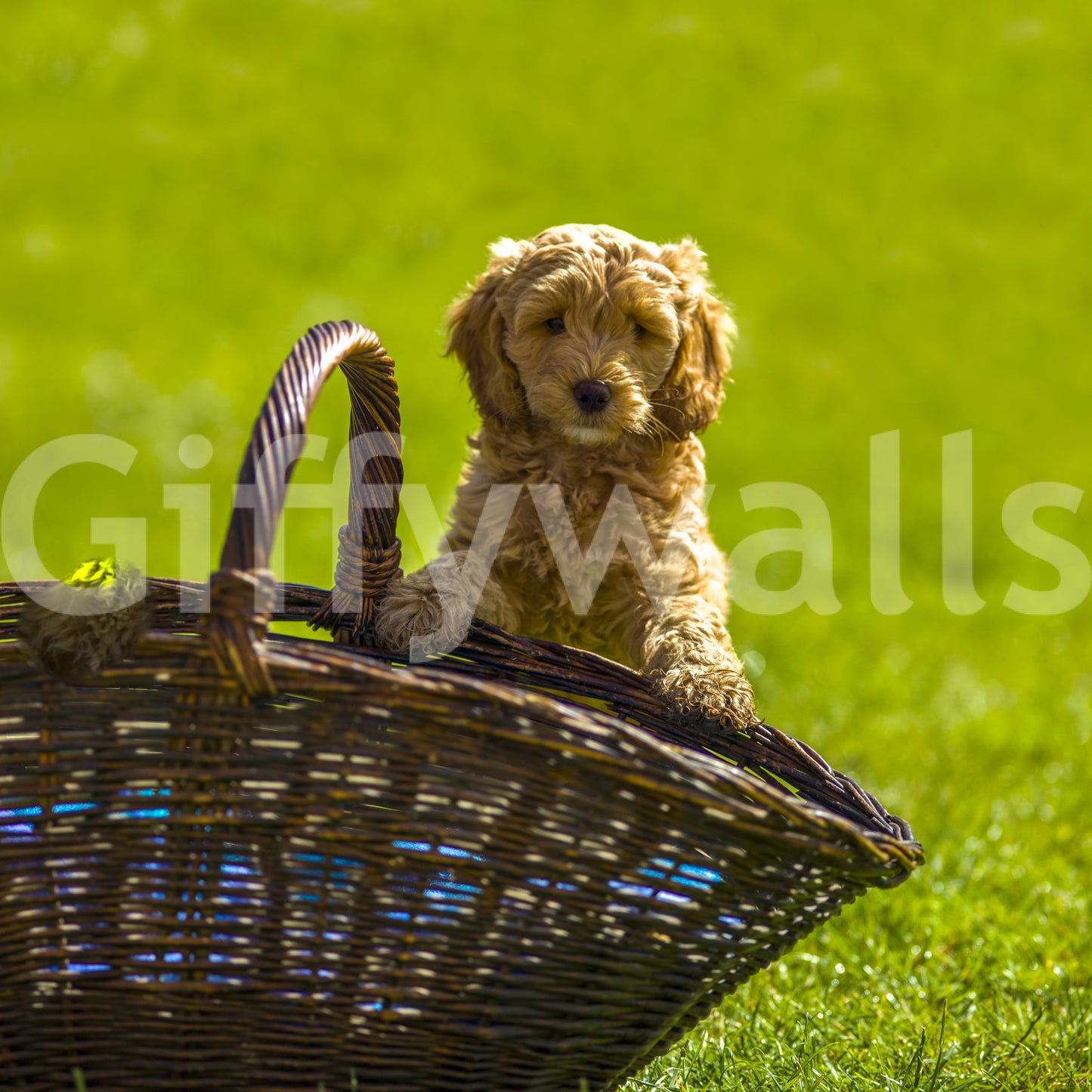 Playful Golden Puppy Portrait Wall Mural