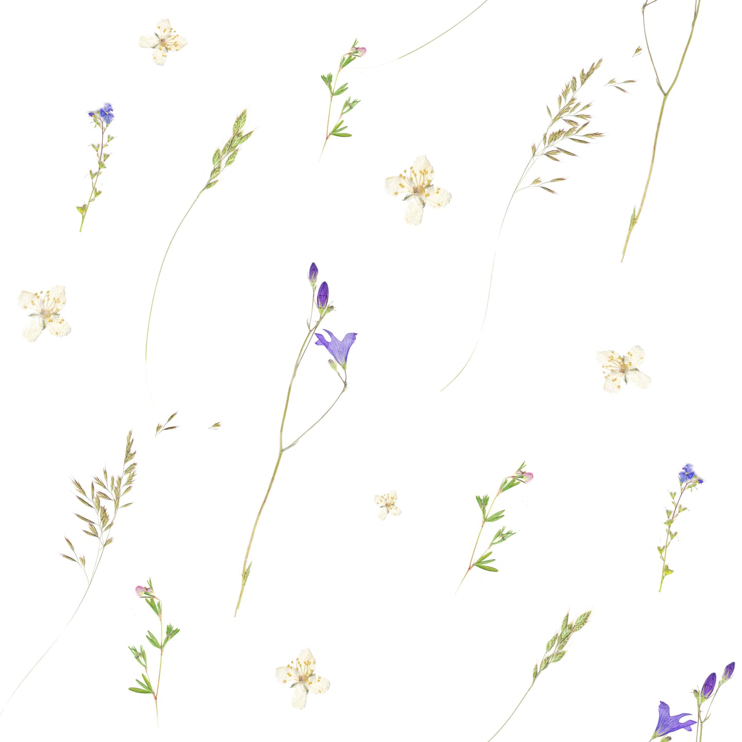 Botanical Pressed Grasses Wallpaper