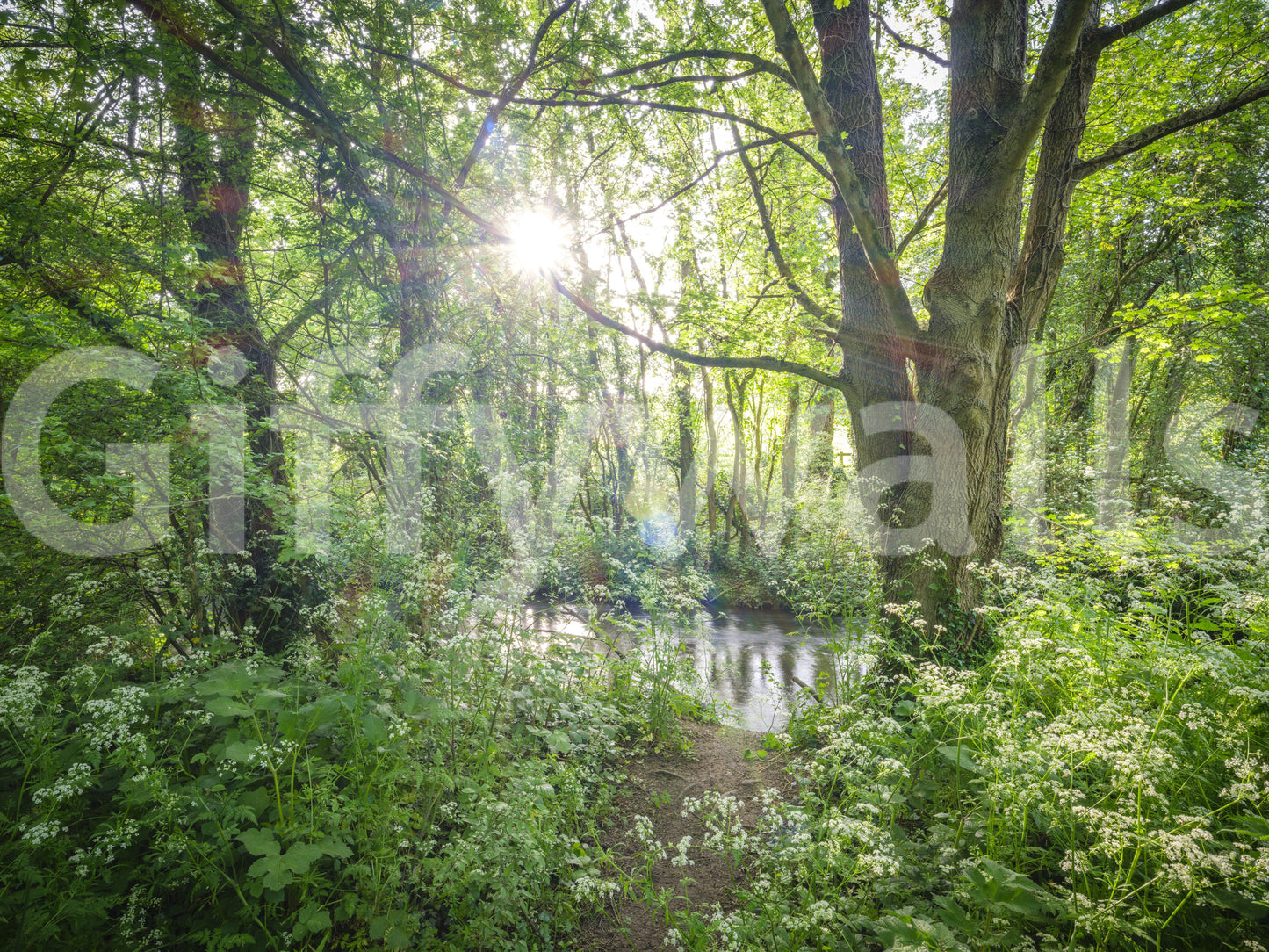 Enchanted Woodland Stream Path Wall Mural