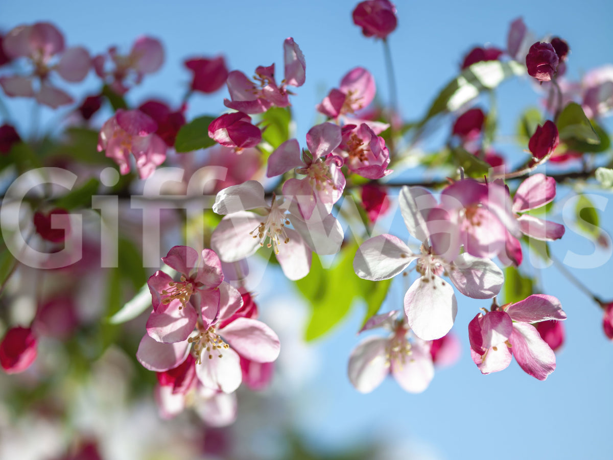 Pink Petals and Sky Blue Backdrop Wall Mural